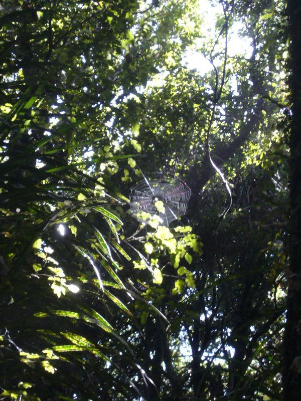 Travel - New Zealand - West Coast - Mahinapua near Hokitiki